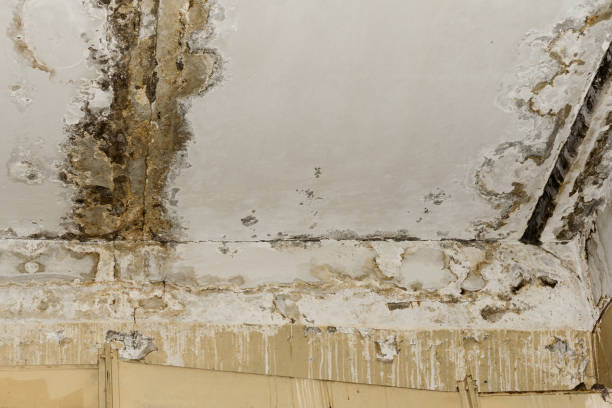 Best Mold Damage Restoration  in District Heights, MD