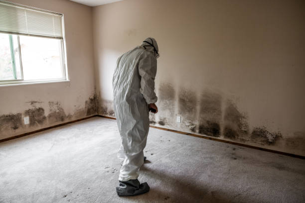 Best Emergency Mold Remediation  in District Heights, MD